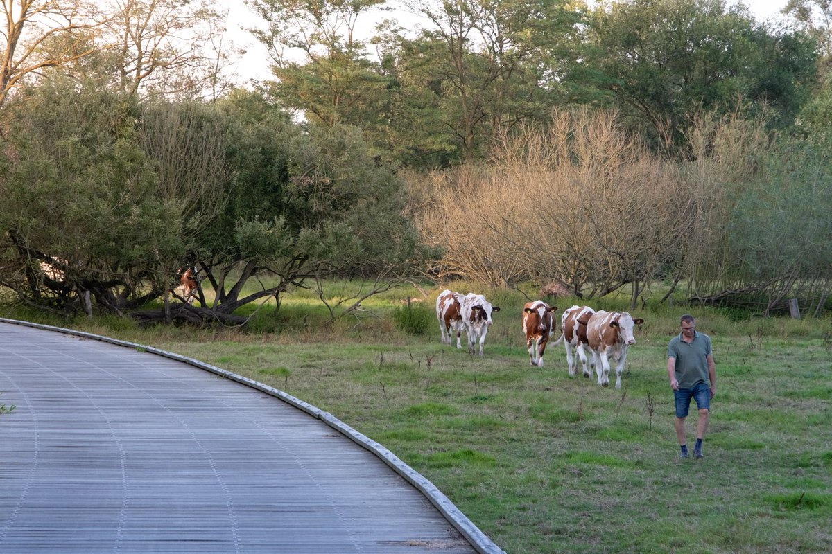 𝗙𝗶𝗲𝘁𝘀𝘁𝗶𝗽 𝘃𝗮𝗻 𝗱𝗲 𝘄𝗲𝗲𝗸: 𝗟𝗮𝗴𝗮𝗿𝗼𝘂𝘁𝗲. Deze foto’s zijn gemaakt langs het Lagapad rondom Losser, Overdinkel en Glane. Afgelopen week liet deze zomerse avond de omgeving op haar allermooist zien.
Fietstip: Lagaroute, meer info:
visitdeluttelosser.nl/routes/fietsro…