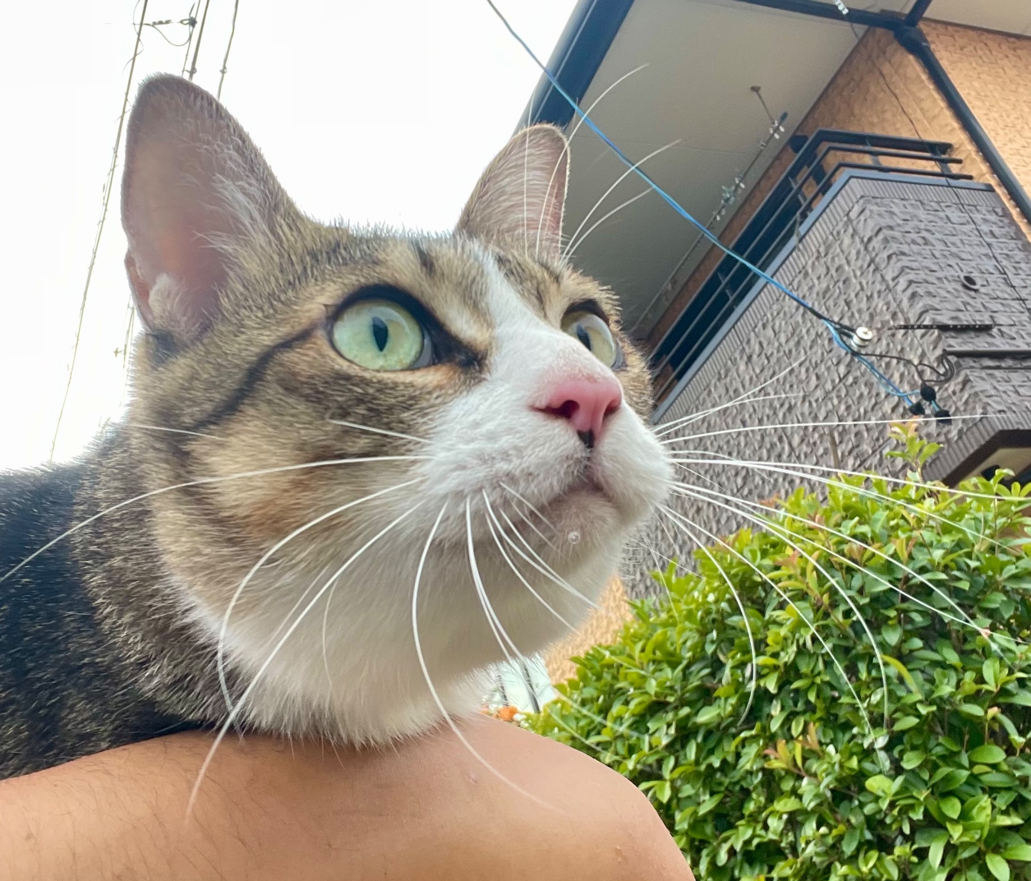 ⭐︎みゆう⭐︎のびねこ他⑤ mk. on X: 