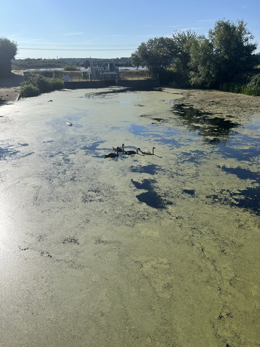 telclarke's tweet photo. @EnvAgency Can anything be done to clear this ?? Been like it for weeks and ducks, swans etc look very sad. At Cattawade, Brantham, CO11 1RQ. https://t.co/JjuS2Ghrqt