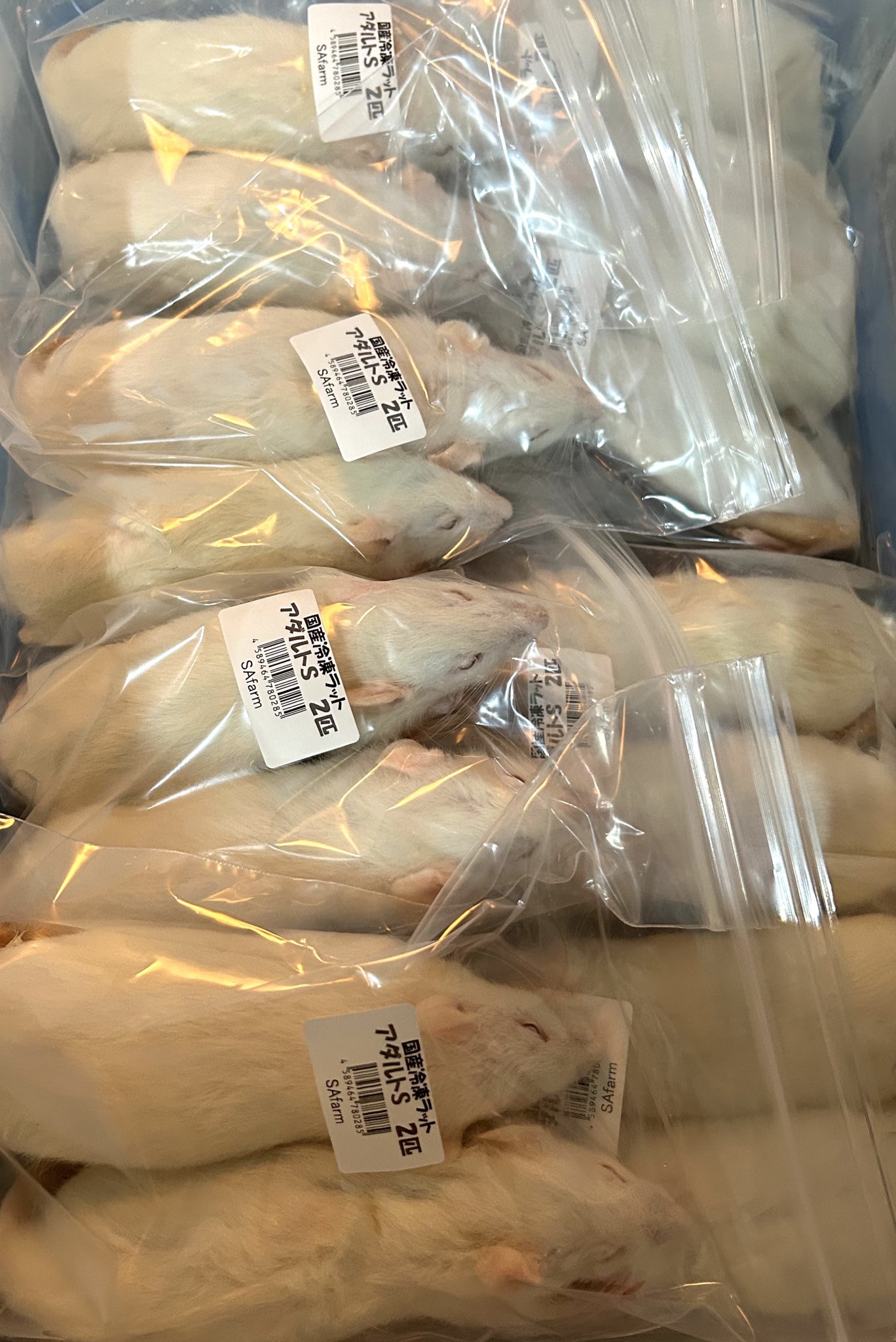 冷凍ラット　ご予約品　酒井様 Amazon | 国産冷凍ラット (アダルト3L ～320g 2匹入り) | 冷凍