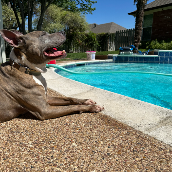 ClearCleanPool's tweet image. Would you rather soak up the sun or maintain your swimming pool?  Call Clear Impressions Pool Services if your answer is soak up the sun!  682-204-9898

#LocalPoolService
#LocalPoolPros