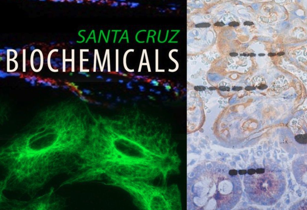 ChemCruz_Chems's tweet image. Amiloride, 5-(N,N-Dimethyl)-, hydrochloride (sc-202459) brings subtlety and strategy to your signaling assays. Small name, big impact. scbt.com/p/amiloride-5-… #MolecularBiology #SignalTransduction #ChemTalk