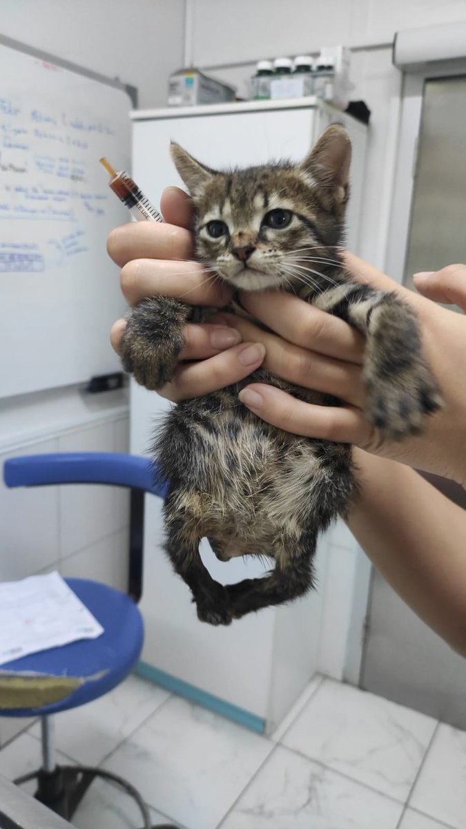 Nakil desteği acil
Istanbuldan Sakarya'ya yakın zamanda gidecek var mı?
 2 aylık felçli bu çocuğa sakarya'da tedavi sponsoru ve yuva çıktı.
İletişim 5449557689
#YKS2025Tercih #yks2025 #bebek #nakil #depremoldu