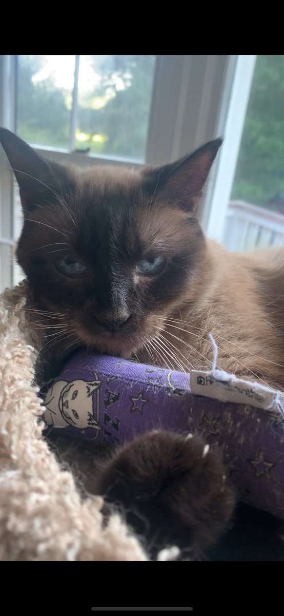 AmazingAcroCats's tweet image. "take my acro-kicker. go ahead. try."
#acrocats #mondaymood #noahthecharmer