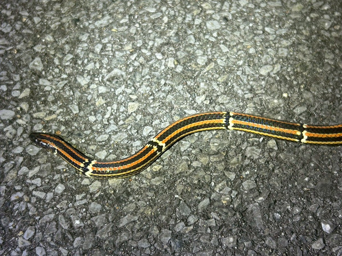 w_sdk's tweet photo. 毎年恒例の夏合宿を沖縄本島のヤンバルで開催しました！
生き物たちには暑すぎるほどの日照りのような晴天でしたが、沖縄本島や南西諸島固有の生き物を多数観察することができました! https://t.co/1mXXQCgE7i