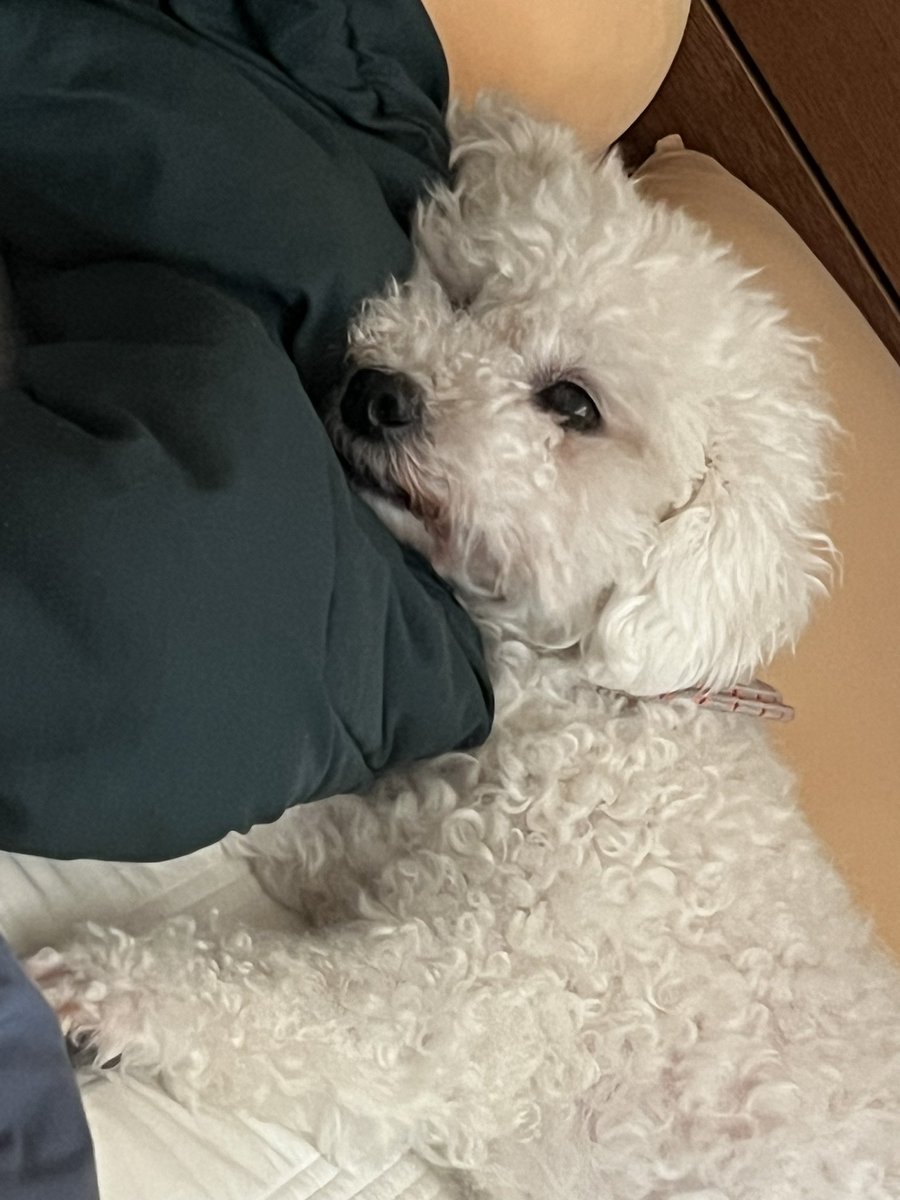 평생가족 찾은 하남이🐾 (@hanamm__) on Twitter photo 