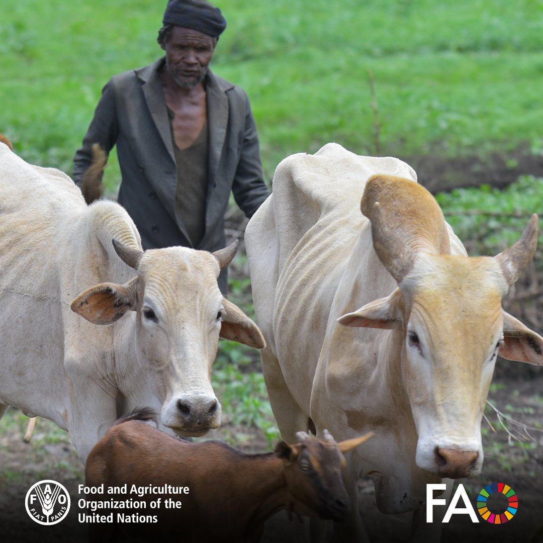 FAO Livestock (@faolivestock) on Twitter photo .<a href="/FAO/">Food and Agriculture Organization</a> training for the #AnimalHealth Institute in #Ethiopia to advance the atlases of #tsetse flies and #trypanosomosis for progressive control
👉 Ethiopia atlas: doi.org/10.1186/s13071…
👉 Continental atlas: doi.org/10.4060/cd2022… .<a href="/FAO/">Food and Agriculture Organization</a> training for the #AnimalHealth Institute in #Ethiopia to advance the atlases of #tsetse flies and #trypanosomosis for progressive control
👉 Ethiopia atlas: doi.org/10.1186/s13071…
👉 Continental atlas: doi.org/10.4060/cd2022…