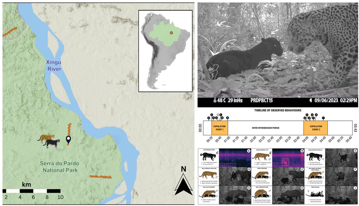 🐾Carlos Peres🐾 (@carlosperes_) on Twitter photo One of our 15 #Amazon Biodiversity & Carbon Expeditions hit the proverbial jackpot & video-trapped a spectacular copulation event between a male spotted & a female black #jaguar. See FULL VIDEO at: onlinelibrary.wiley.com/doi/10.1002/ec… Led by <a href="/LuypaertThomas/">Thomas Luypaert 🎙️📷🧬🔍</a> <a href="/UEAResearch/">UEA Research</a> <a href="/institutojurua/">Instituto Juruá</a> #NMBU One of our 15 #Amazon Biodiversity & Carbon Expeditions hit the proverbial jackpot & video-trapped a spectacular copulation event between a male spotted & a female black #jaguar. See FULL VIDEO at: onlinelibrary.wiley.com/doi/10.1002/ec… Led by <a href="/LuypaertThomas/">Thomas Luypaert 🎙️📷🧬🔍</a> <a href="/UEAResearch/">UEA Research</a> <a href="/institutojurua/">Instituto Juruá</a> #NMBU