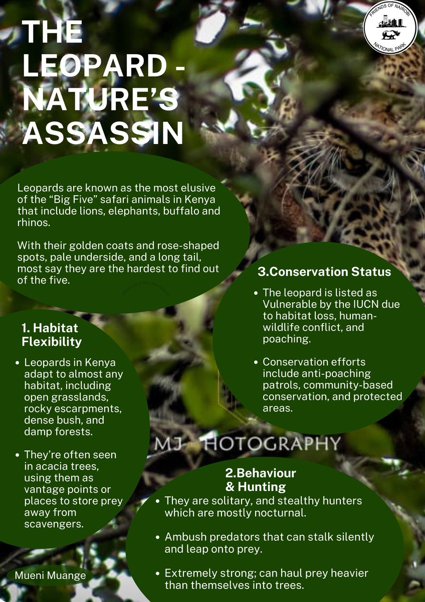 “Elusive. Powerful. Endangered. 🐆 Nairobi’s leopards need our protection now more than ever. #SaveWildlife #KeepTheParkAlive”
#FoNNaP #ProtectLeopards #ConservationMatters”