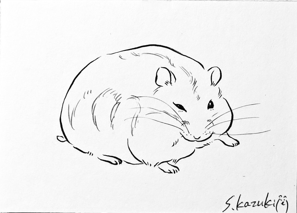 今日はいいハムちゃんの線が引ける日でした🐹