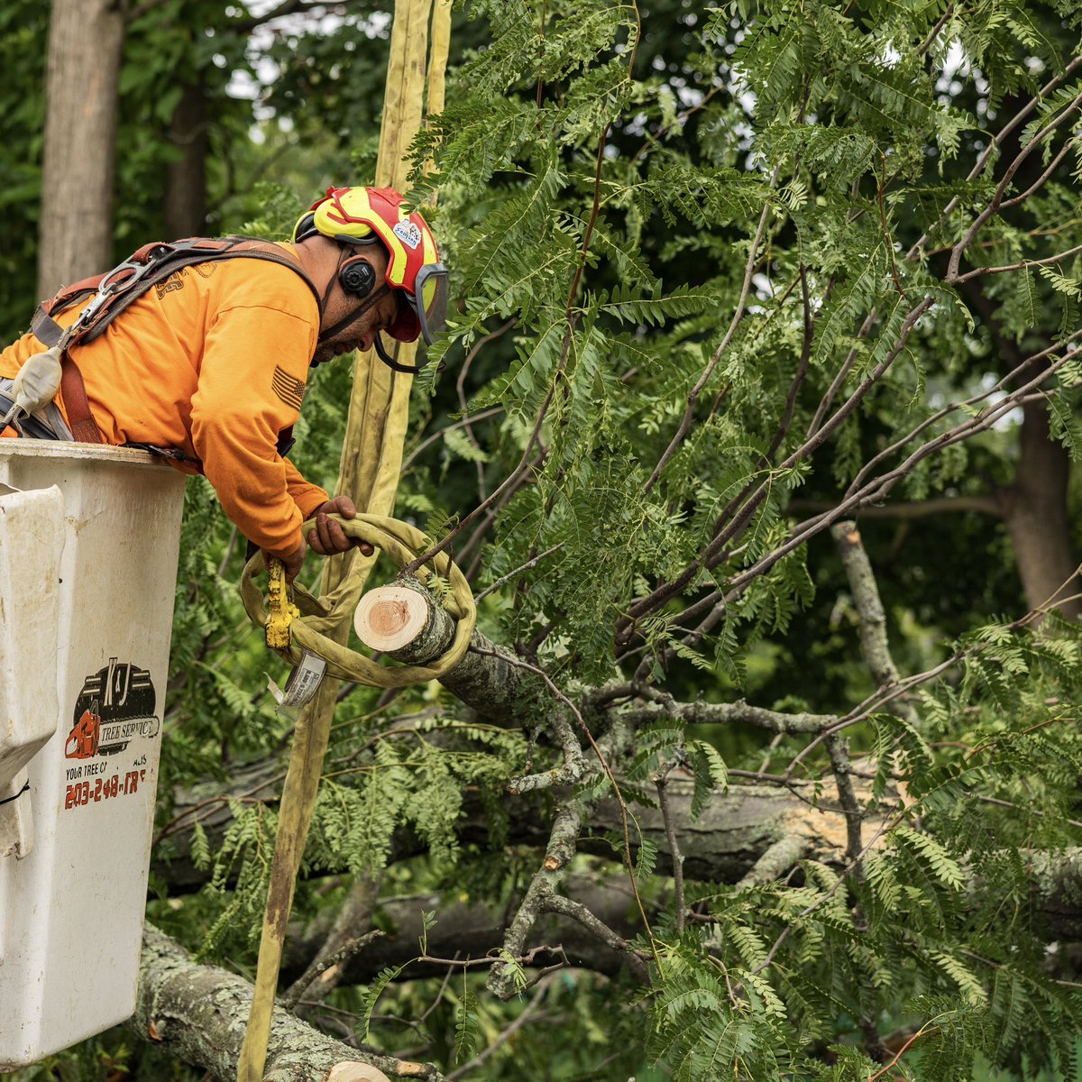 KJTreeService's tweet image. Happy Monday🫡🫡 Start your week off right by giving us a call at 203-248-8733 !!
-
-
-
#KJTreeService #CTTreeService #treeservice #arborist #treeremoval #treecare #treework #treelife #treeclimber #chainsaw #treetrimming #stumpgrinding #stumpgrinder #CTtrees #ConnecticutTrees…