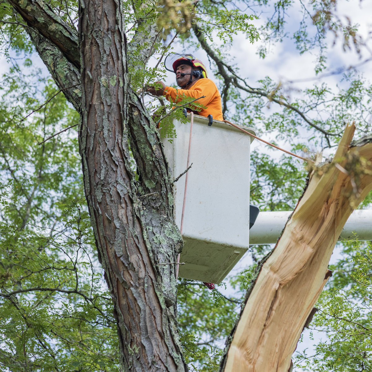 KJTreeService's tweet image. Happy Monday🫡🫡 Start your week off right by giving us a call at 203-248-8733 !!
-
-
-
#KJTreeService #CTTreeService #treeservice #arborist #treeremoval #treecare #treework #treelife #treeclimber #chainsaw #treetrimming #stumpgrinding #stumpgrinder #CTtrees #ConnecticutTrees…