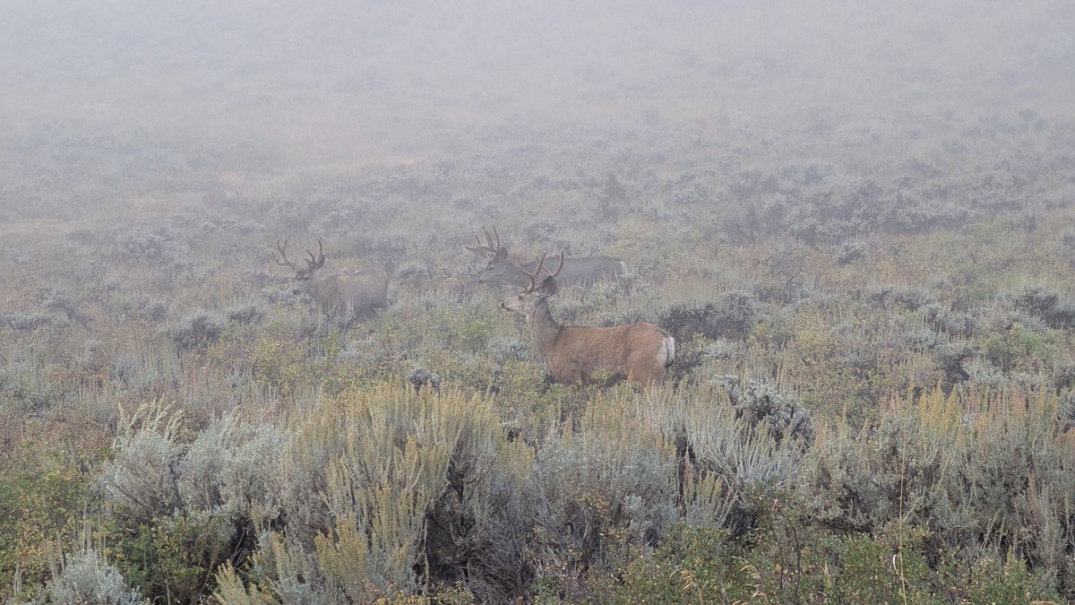 Apparently the locals wanted to know who was rolling through so early this morning. Foggy morning bucks in the mountains.