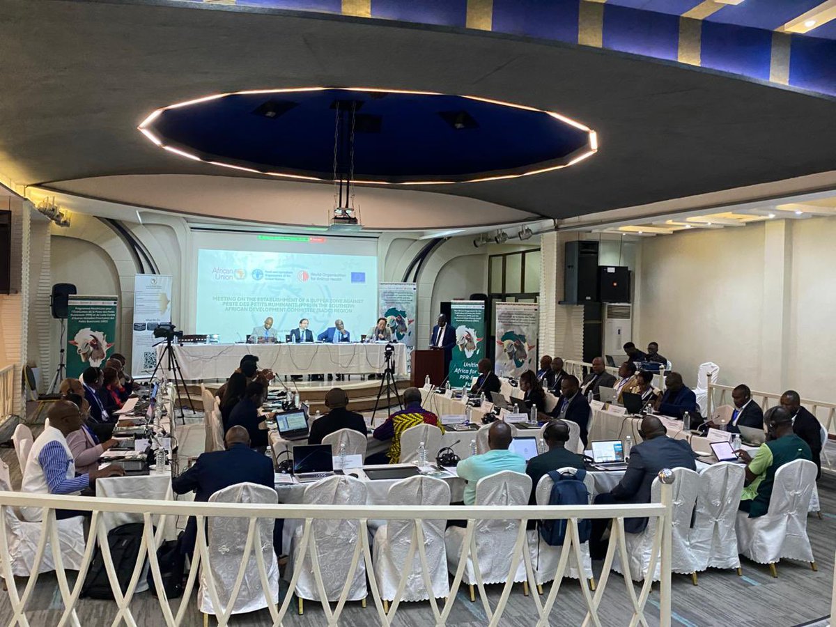 au_ibar's tweet photo. Lusaka, Zambia (25–27 Aug 2025): SADC, AU-IBAR, @FAO &amp; @WOAH, with EU support, kick off a regional workshop to fight Peste des Petits Ruminants (PPR) &amp; protect livelihoods.
Key priorities: national ownership, funding, cross-border coordination &amp; surveillance.
#PPRFreeAfrica https://t.co/IiC9PggLPl