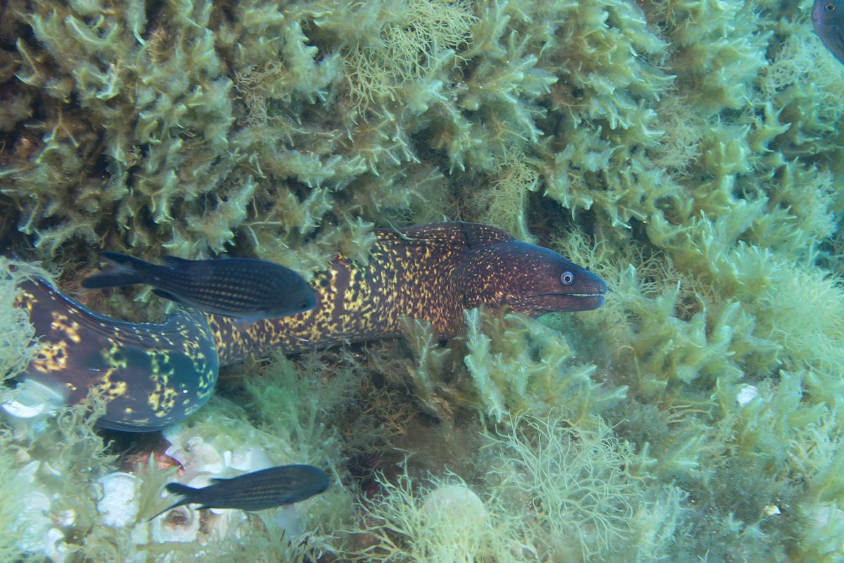 YAS：魚図鑑と日常写真を時々 (@shinya_yas) / X