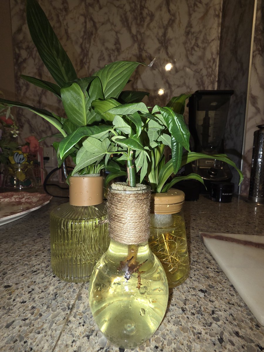 TORICOTORICO's tweet photo. おしゃれなダイソー、
Standard Productsの水耕栽培がかわいすぎて

植物の根が見えるのがとてもいい。

いつもすぐ枯れたりウジわいたりで植物育てるの苦手だったけど土がないからウジわかないかな。

ドラセナ
スパティフィラム
パキラ https://t.co/9yTIEaPTVG