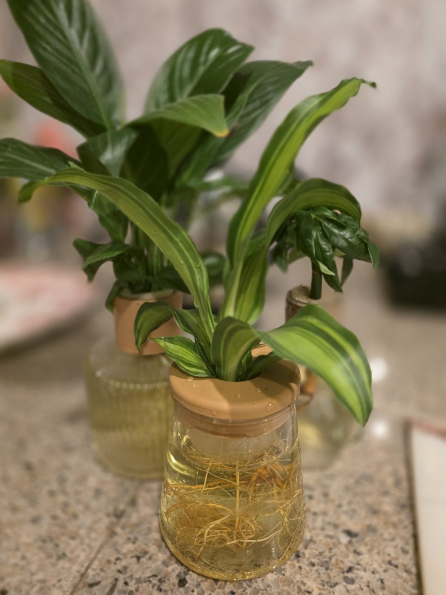 TORICOTORICO's tweet photo. おしゃれなダイソー、
Standard Productsの水耕栽培がかわいすぎて

植物の根が見えるのがとてもいい。

いつもすぐ枯れたりウジわいたりで植物育てるの苦手だったけど土がないからウジわかないかな。

ドラセナ
スパティフィラム
パキラ https://t.co/9yTIEaPTVG