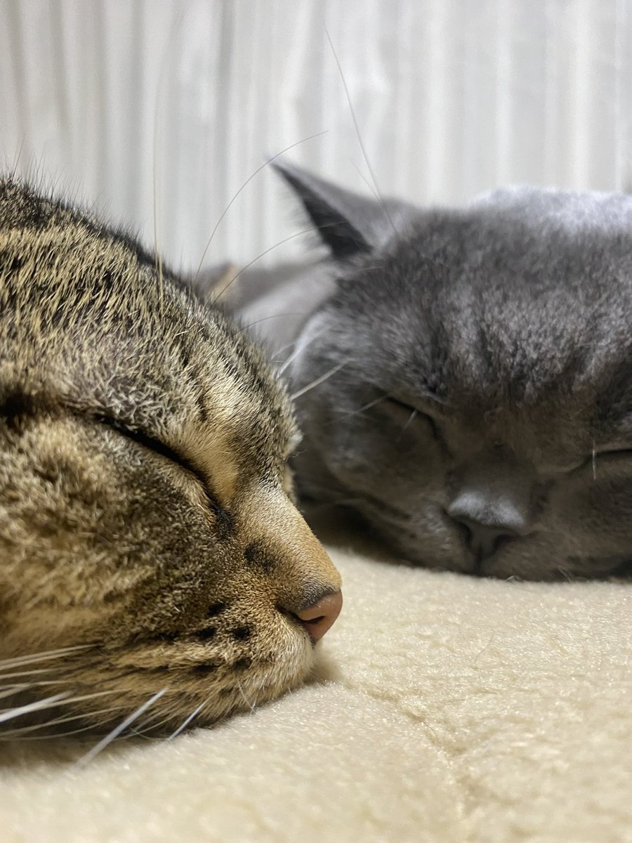 おまんじゅう２つどーぞ

#アメショ
#ブリショ
#可愛い寝顔