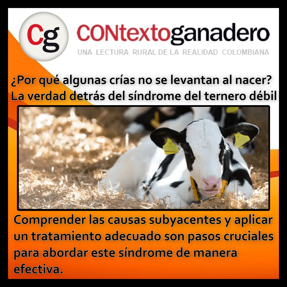 Esta condición compromete la vitalidad de los recién nacidos, afectando su capacidad de pararse y alimentarse y puede presentar desafíos significativos para los ganaderos.
<a href="/Fedegan/">FEDEGAN</a> <a href="/jflafaurie/">José Félix Lafaurie</a> 
📷 Léa la noticia completa aquí📷
<a href="/ContGanadero/">CONtexto Ganadero</a>