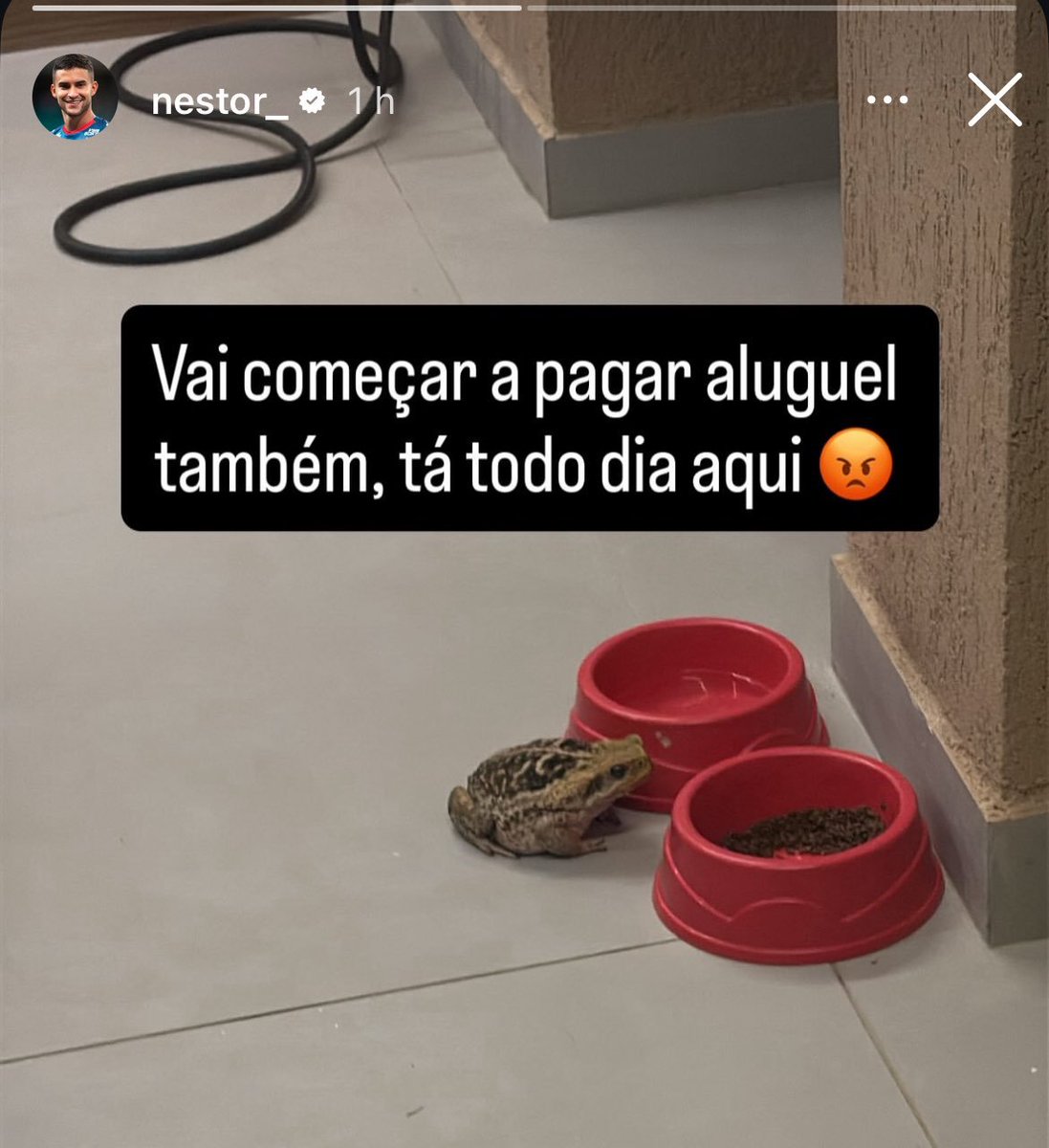 euteamocalleri's tweet photo. passando mal de rir do nestor e o SAPO invasor https://t.co/RZoTRcJlz1