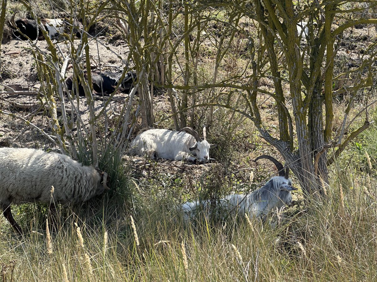 Pawrents went to the beach and saw this adorable goat 🥰