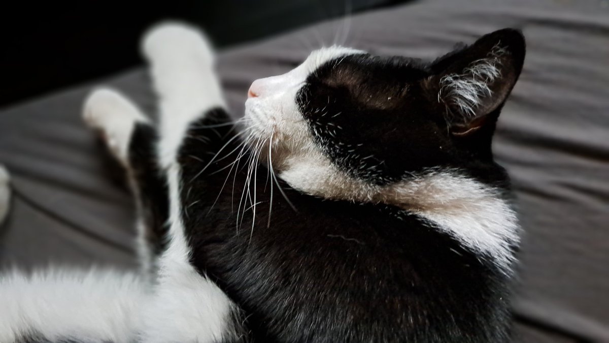 2/2 Ik word prima verzorgd. Reserve personeel doet ut goed. Deur gaat elluke dag mooi op tijd open maar veel te vroeg dicht. Ik krijg elluke dag un snekkie en een kroel en word keurig voorzien van mun natje en droogie. Niks te klagen, maar hoop toch dat ze snel weer thuis zijn.