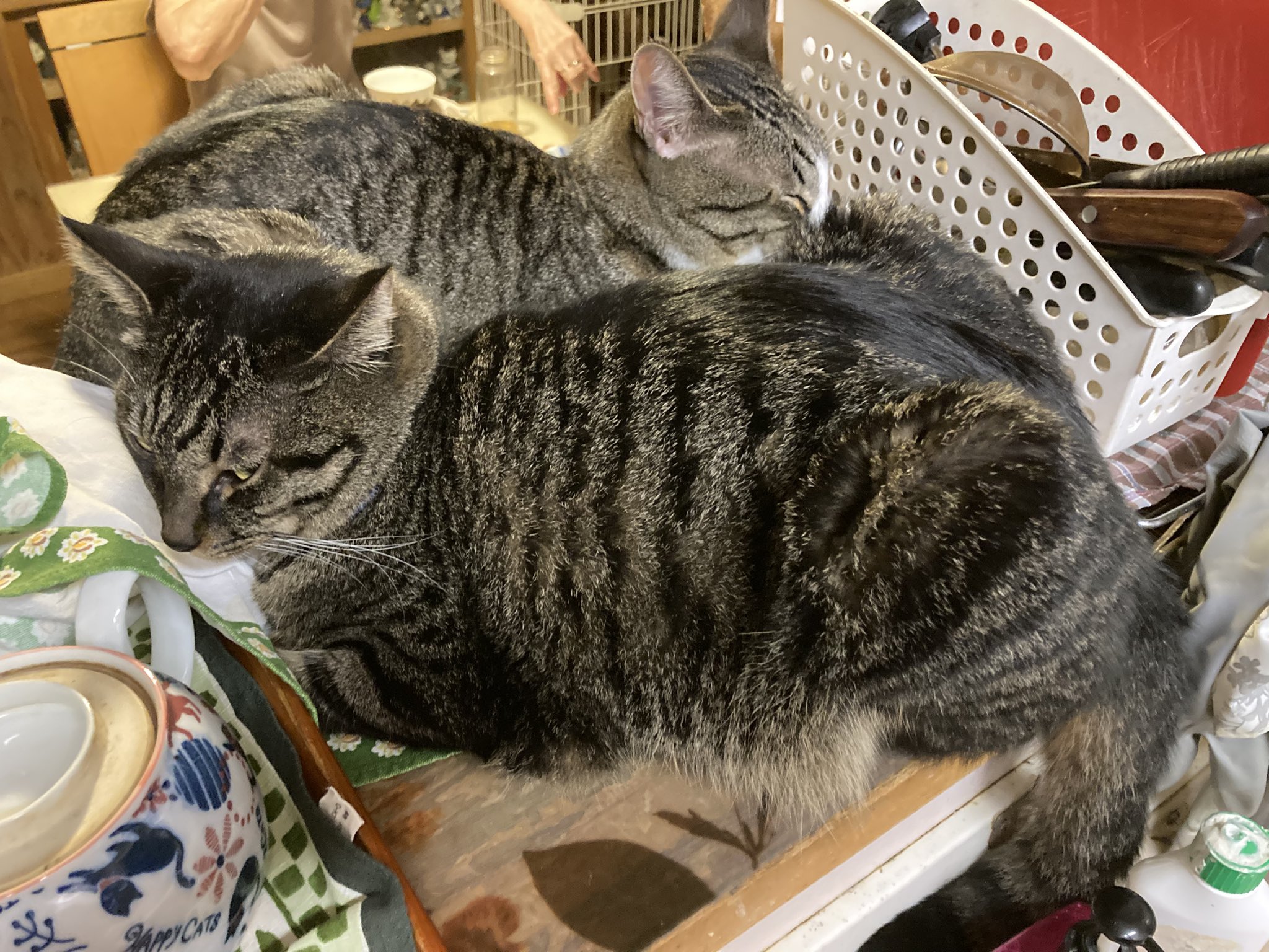 ネコワナンビキオッテモコマランと思う。ページ This will be my last video with the kittens I've been with