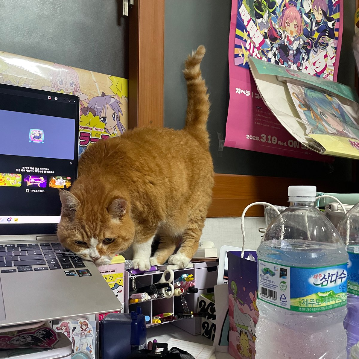 인간이 책상 어지럽혀서 앉을곳이없는 고먐미