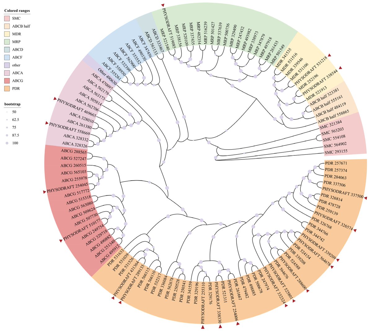🧬 New Research in Journal of Fungi!
 A Protein with Unknown Function, Ps495620, Is Critical for the Sporulation and Oospore Production of Phytophthora sojae
CRISPR/Cas9 knockout reveals Ps495620 as a key regulator of sporangium &amp; oospore development.
🔗 doi.org/10.3390/jof110…