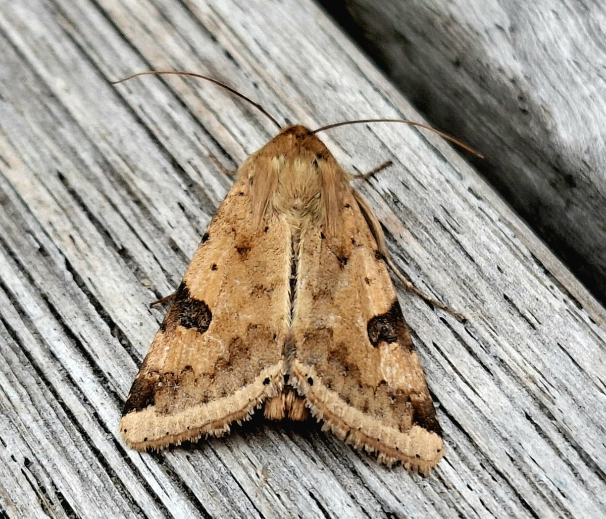 maryvanderes's tweet photo. #MothMonday
Zeldzame #Vlekdaguil #Heliothis_peltigera
#Bordered_Straw .
Deze soort komt in Zuid-Europa en het Nabije Oosten voor, maar is als trekvlinder vaak noordelijker te vinden.
Deze zag ik in de #Alblasserwaard https://t.co/UumGOkLOCp