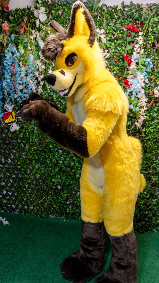 A yellow doggo