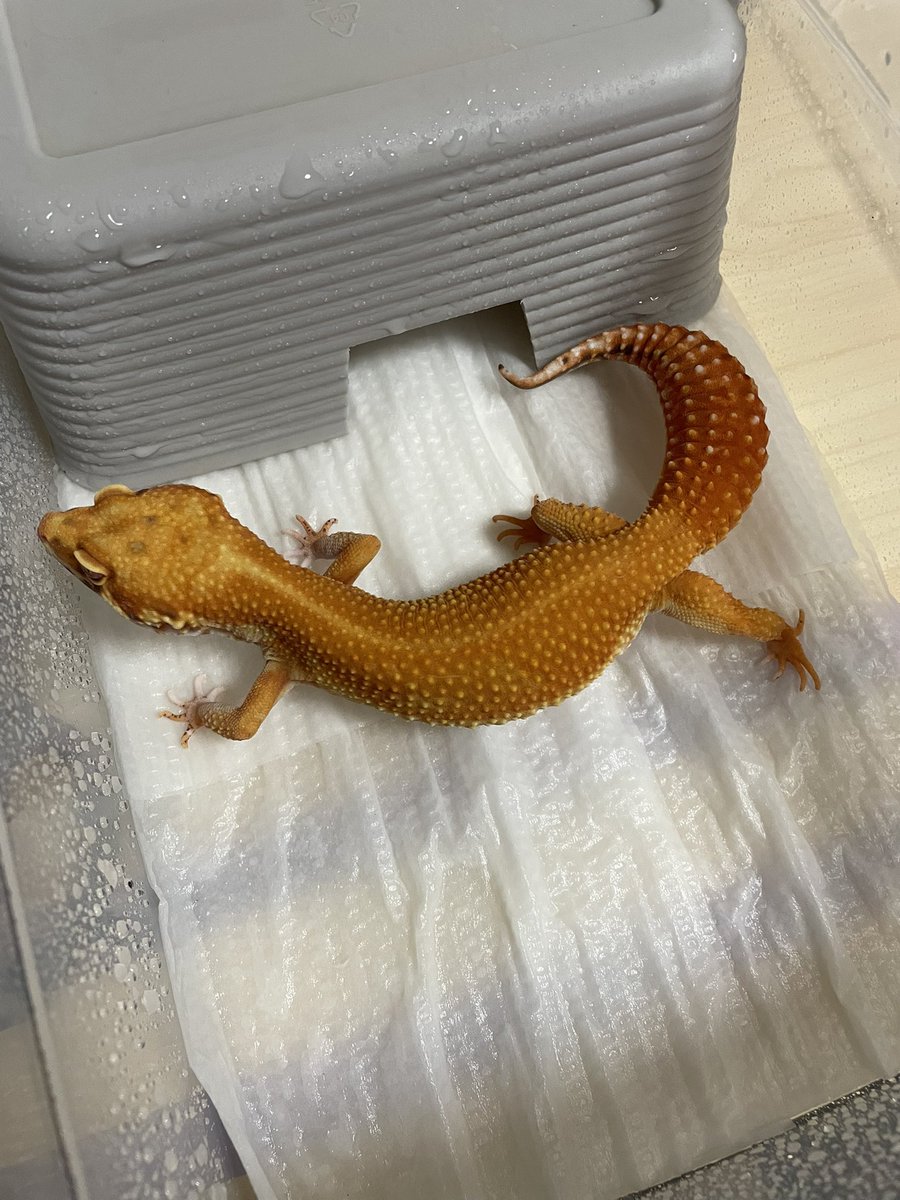 Key_Leopard's tweet photo. 2023CBのレッドデビル♀も2匹ほど連れて行きます https://t.co/mDZ9RvNMJX