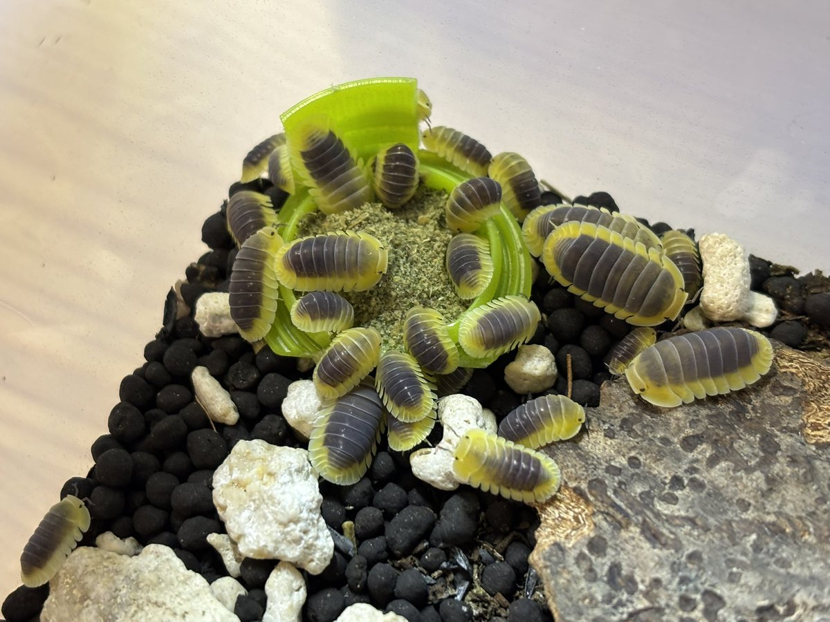 レモンブルーかわいい！！