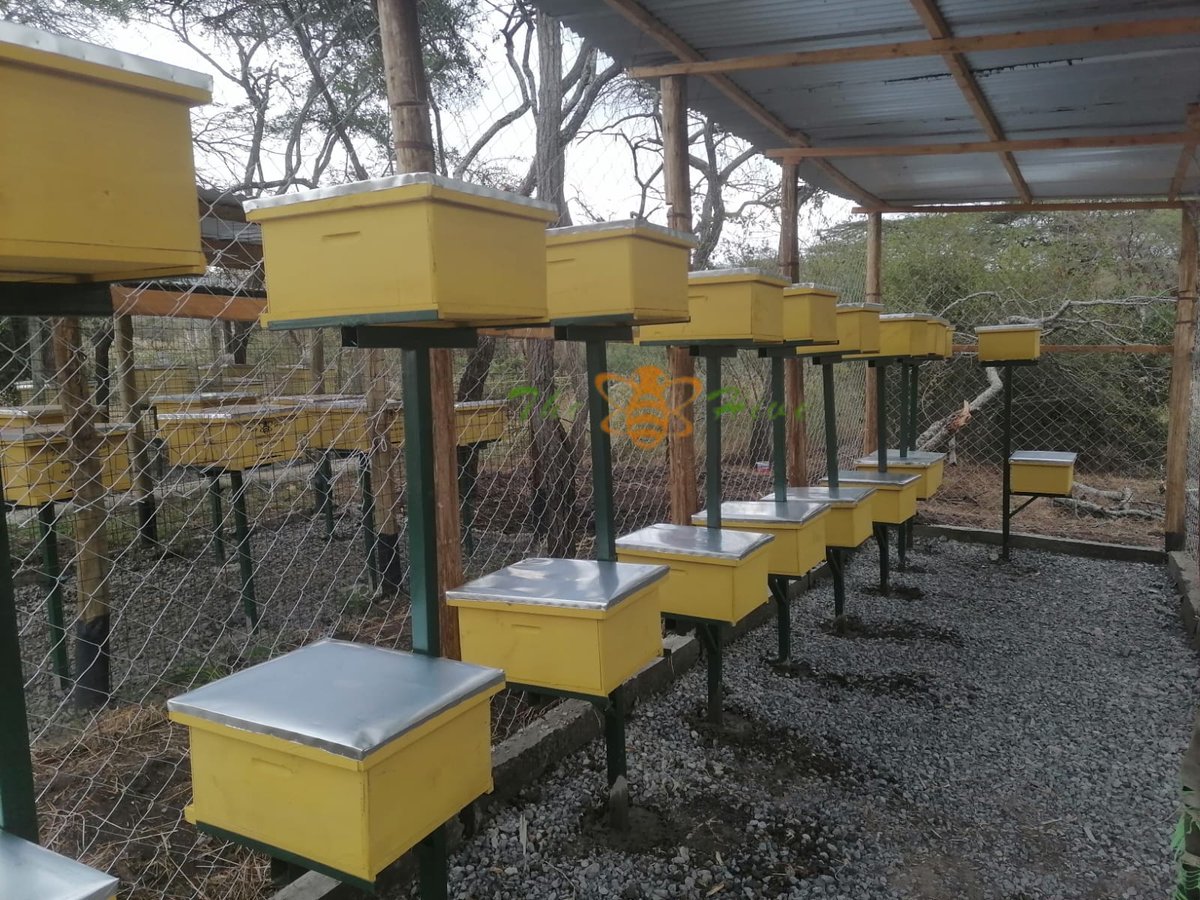 TheHiveLimited's tweet image. Successful #delivery &amp;amp; #installation of 20 #Langstroth hives in #Maanzoni.

Take advantage of the #Beekeeping Starter Kit #OFFER &amp;amp; turn your beekeeping dreams into reality.

For orders &amp;amp; inquiries, visit any of our branches near you
📞+254 706 349 748
✉️beekeepers@thehive.co.ke