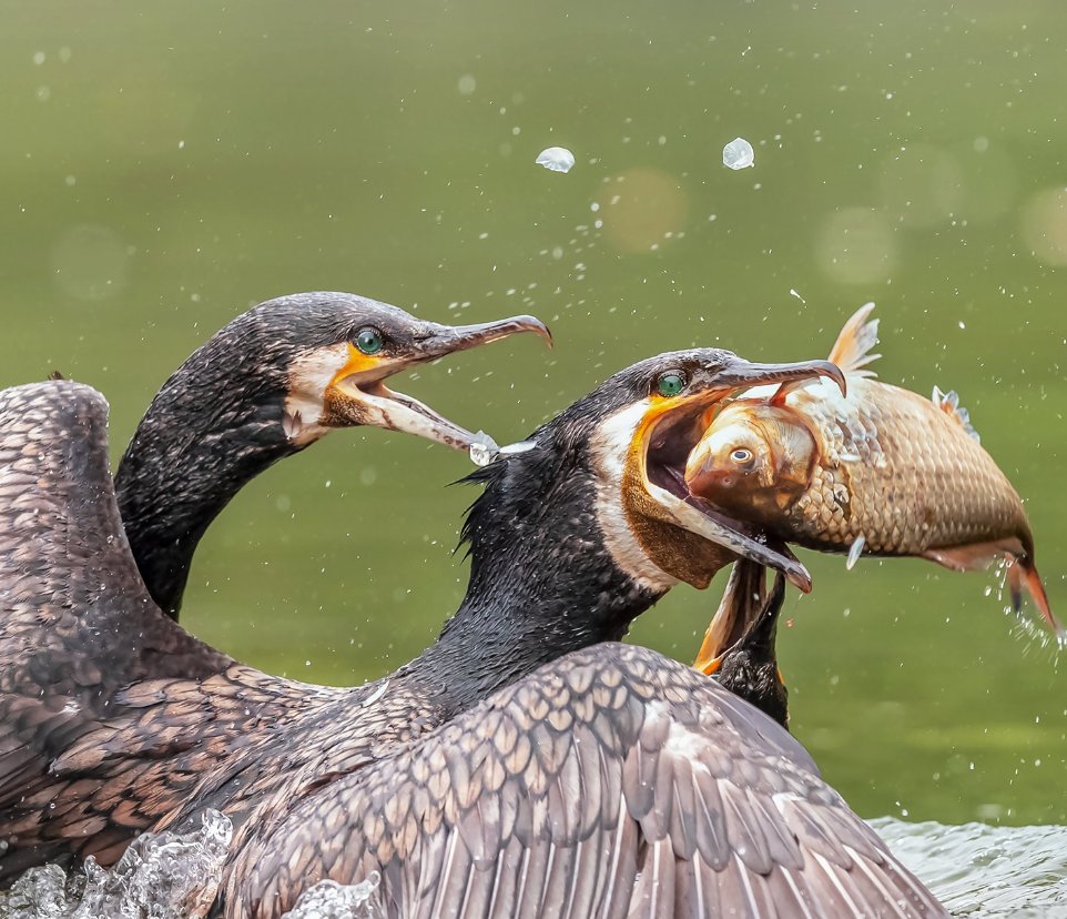 Guess what this bird is called! 🐦
猜猜这只鸟叫什么？ 📷