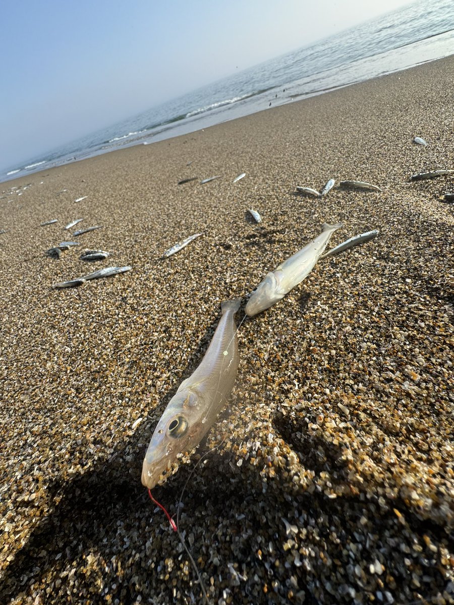 kokosteps's tweet photo. マゴチの調子が良さそうなサーフへ
砂浜には打ち上げられたカタクチだらけ
ベイトと一緒にマゴチも入っていて、周りでも結構釣れている感じでした
シロギス狙いも波なく手前で釣れてくれて、日の出〜朝9時でマゴチ2匹、スレシーバス1匹のシロギスも10匹釣れて暑いし満足したので帰りました🎣 https://t.co/aXgorwzSys
