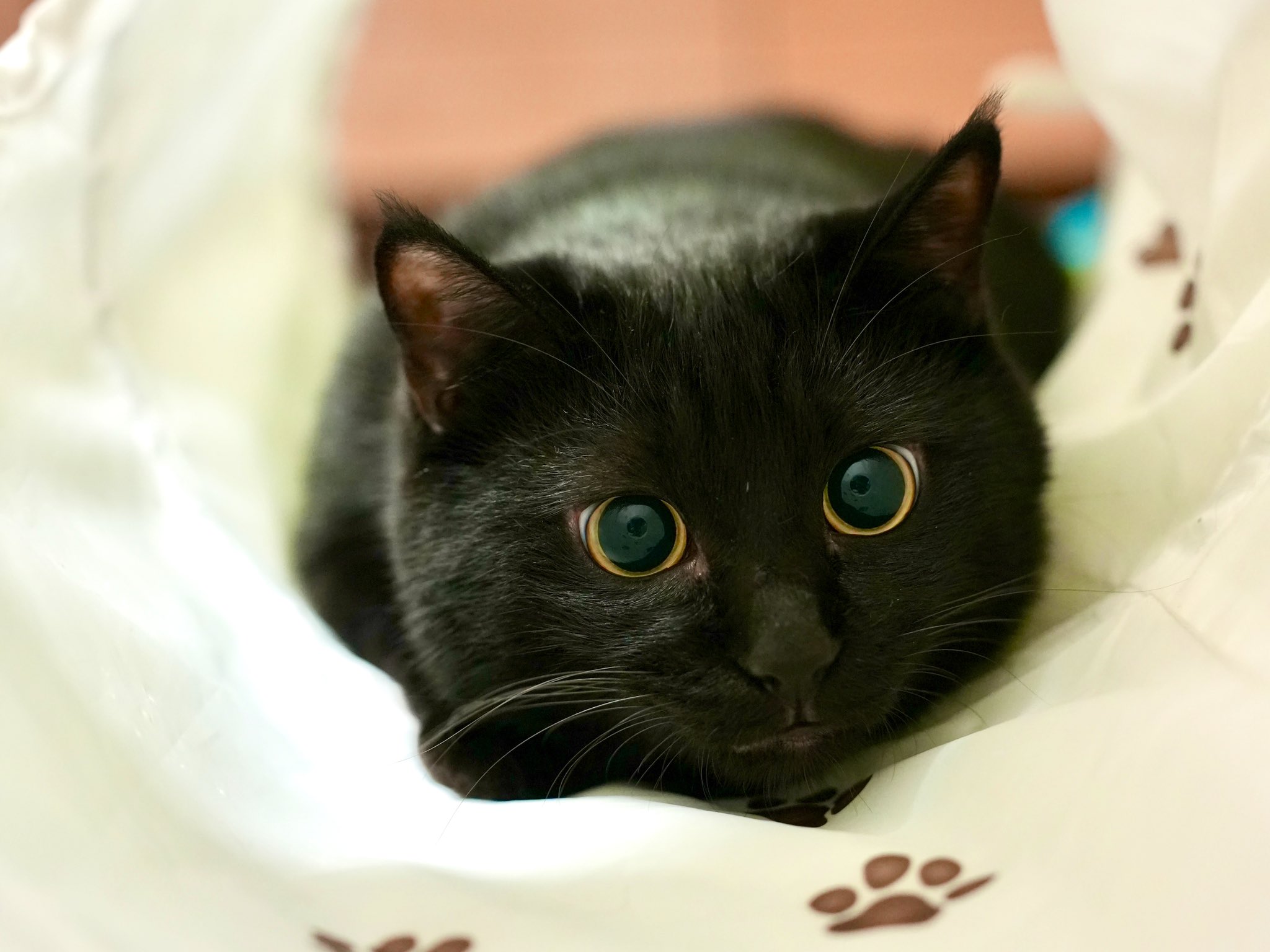黒猫 黒猫つくねちゃん太しっぽ on X: 