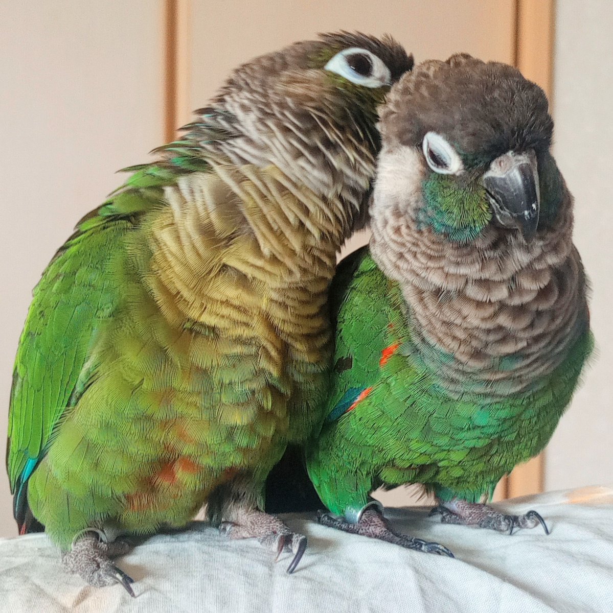 お久しぶりインコ。
インコ家族は、
みな元気にしてますよ。
#ウロコインコ