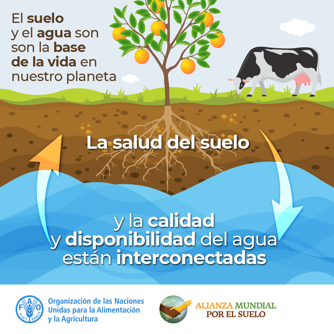 Nuestros alimentos son un reflejo del suelo y el agua que se utilizan para su cultivo.

Suelo sano=alimentos sanos, inocuos y nutritivos.

#WWWeek #SemanaMundialDelAgua