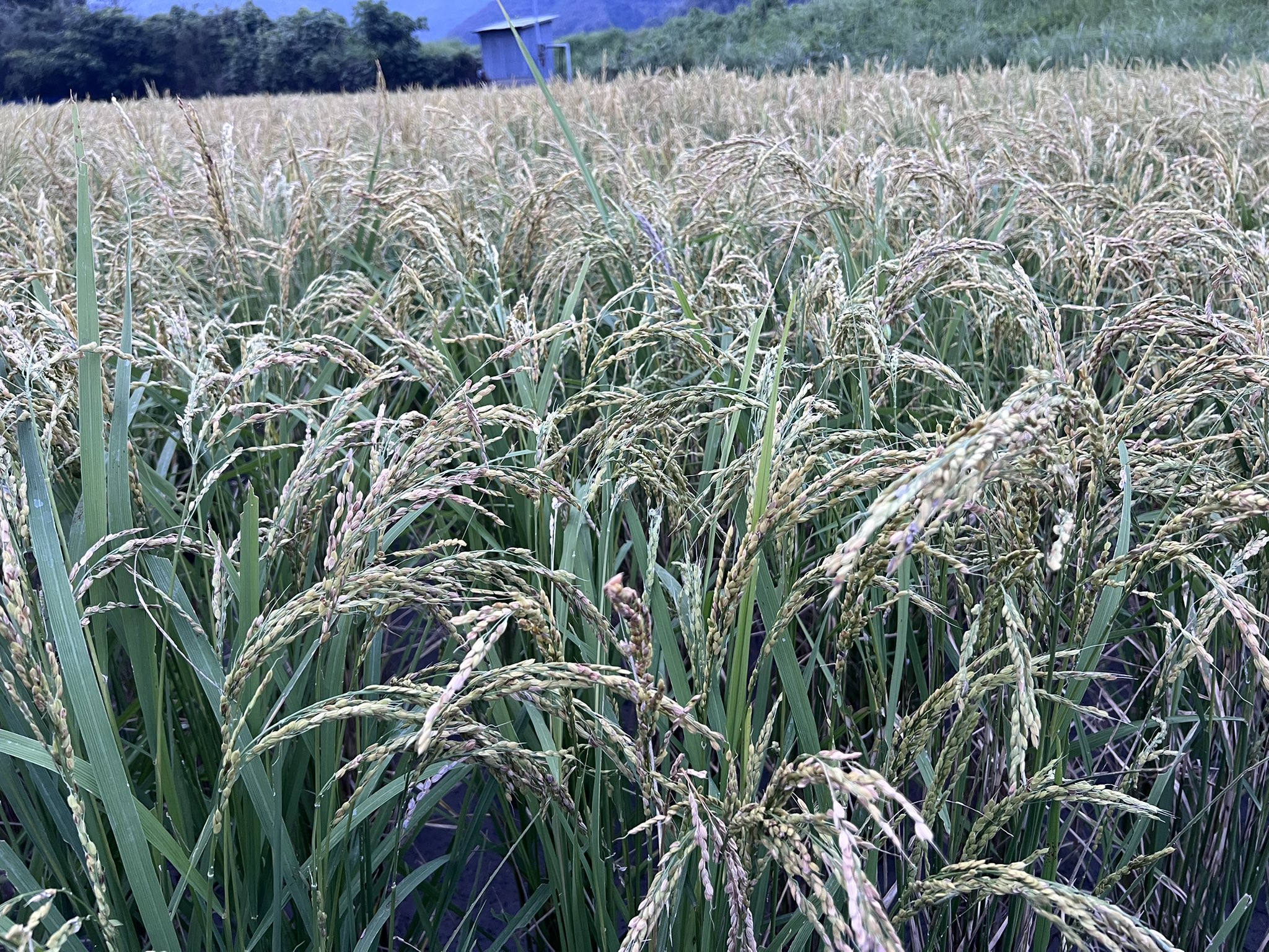 薬用植物・生薬の最前線 国内栽培技術から品質評価，製品開発まで/シ-エムシ-出版/川原信夫（単行本） 薬用植物・生薬の最前線《普及版》: ~国内栽培技術から品質評価