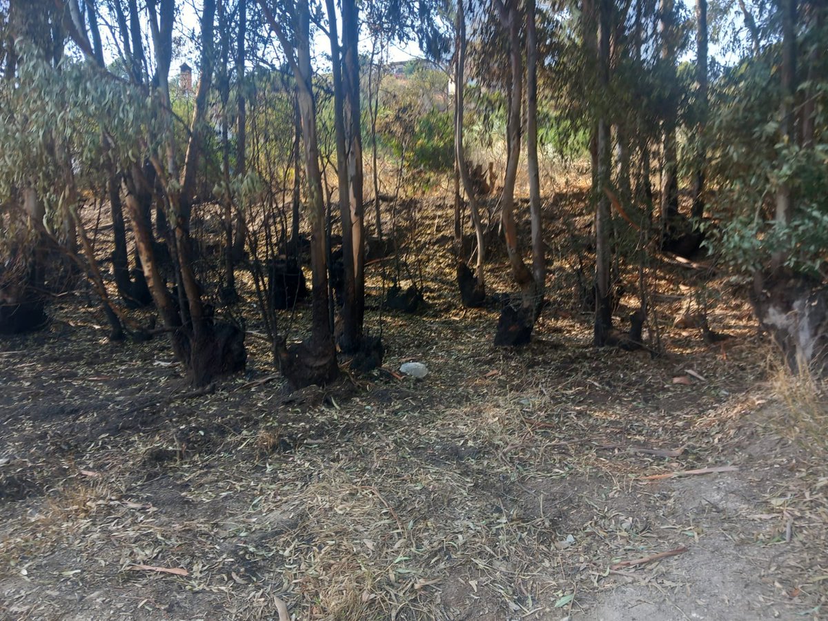 🧨🎂 Cohetes y petardos en un cumpleaños provocaron un incendio forestal en #Órgiva 🌲🔥

La investigación conjunta de <a href="/policiandalucia/">Policía Nacional Adscrita a Andalucía</a> y la Brigada de Investigación de Incendios Forestales (BIIF) de <a href="/Plan_INFOCA/">EMA INFOCA</a> permitió imputar al autor por un delito de Incendio Forestal