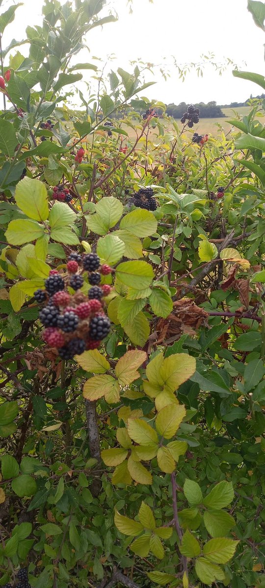 Peter Ruffles tweet media