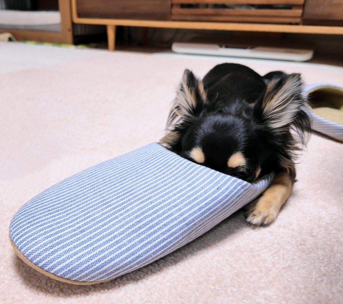ใใใ๐ Ringo the Chihuahua (@ringo_lcc) on Twitter photo ใใใ๐ใฏในใชใใใๅคงๅฅฝใใงใใๆฐใซๅ
ฅใใฎใใใกใใใฟใใชในใชใใใฟใคใใใใใฏโฆใใฏใๅฏใฆใใฎใใช๏ผ
๏ผใใฏใฏ ๏ผchihuahua ๏ผ็ฌใฎใใๆฎใใ ใใใ๐ใฏในใชใใใๅคงๅฅฝใใงใใๆฐใซๅ
ฅใใฎใใใกใใใฟใใชในใชใใใฟใคใใใใใฏโฆใใฏใๅฏใฆใใฎใใช๏ผ
๏ผใใฏใฏ ๏ผchihuahua ๏ผ็ฌใฎใใๆฎใใ