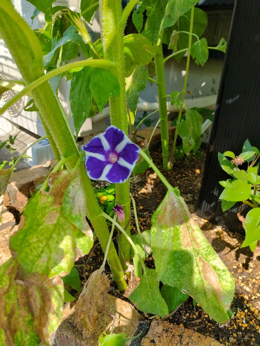 ひまわり日記🌻

先に咲いた花はもうだんだんと下向きになってきている。その横で遅れて育った花たちがキラキラ顔を見せていました。
そしてひまわりの葉っぱの陰に隠れて咲く健気な朝顔さん。