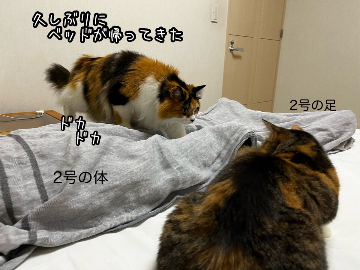 ねこ♡L ねこ🏳️‍🌈 on X: 