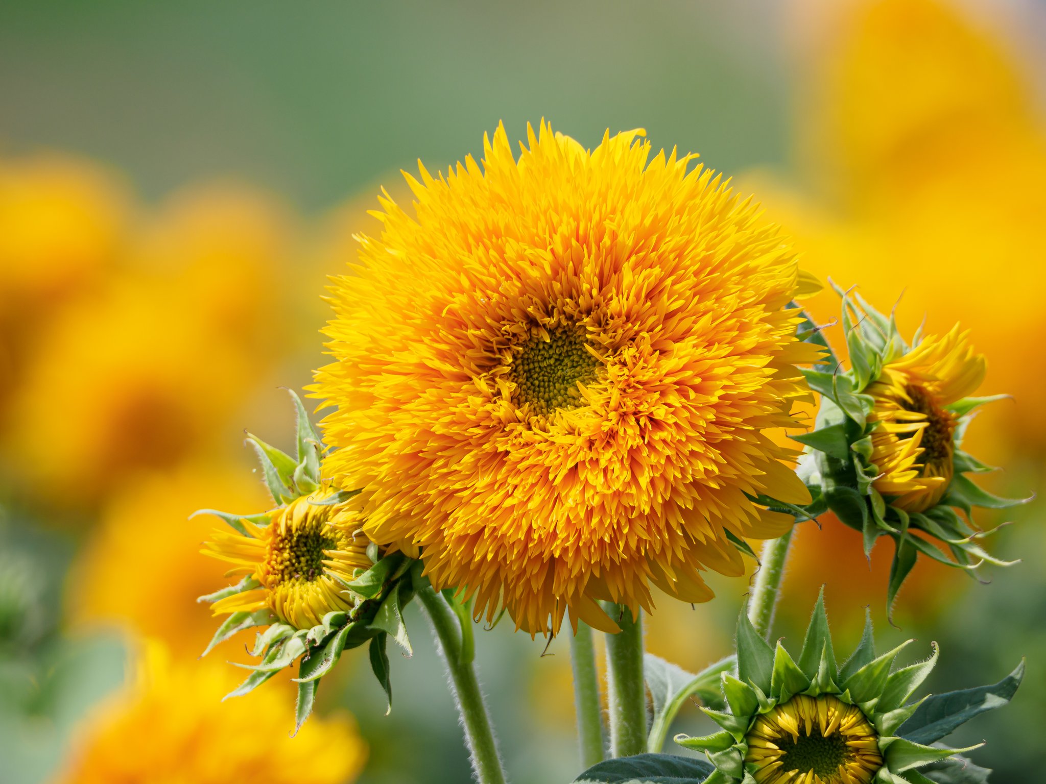 向日葵確認ページ 向日葵🌻 - Search / X