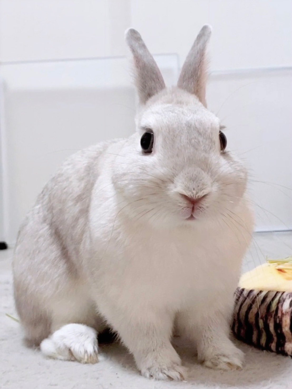 こうきまき（うさぎのもち🐰） on X: 