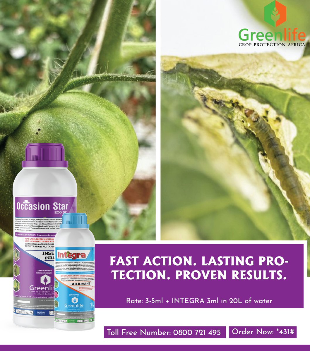 Every tomato farmer knows the nightmare called Tuta absoluta.
It eats into your leaves, bores your fruits, and leaves you with nothing but losses.
Why gamble with your harvest? With OCCASION STAR 200SC, you get rapid, powerful protection that wipes out Tuta absoluta before it