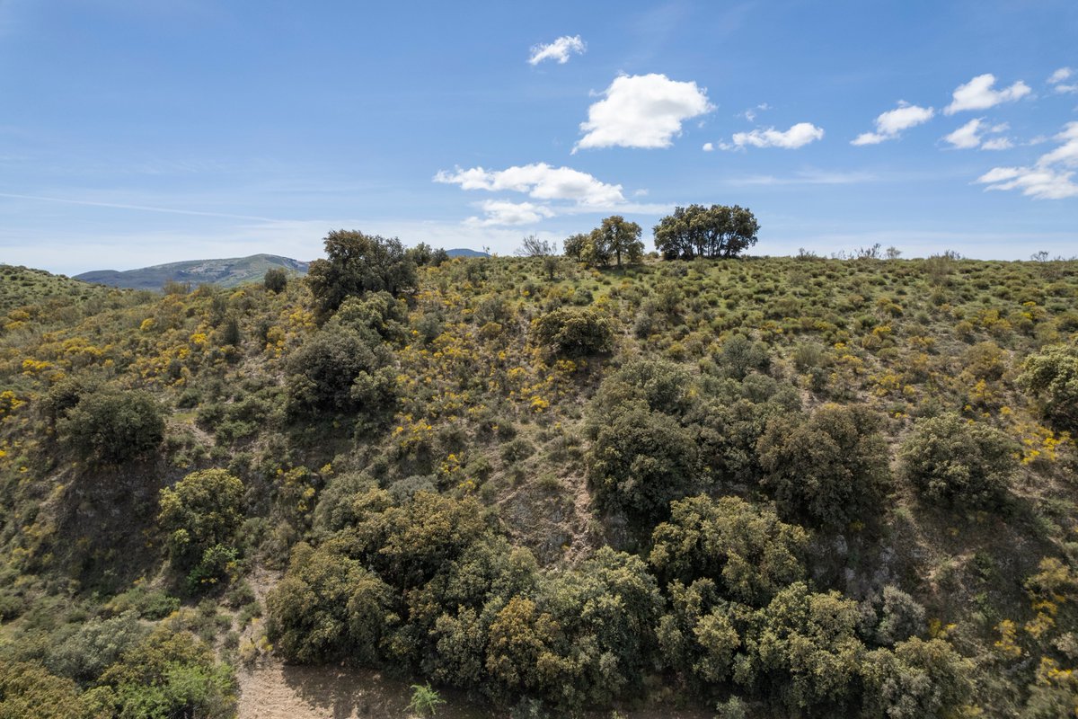 Imforest_PFNM's tweet image. 🔥 Los incendios que estamos sufriendo nos recuerdan la importancia de la gestión forestal sostenible. Desde #IMFOREST impulsamos la gestión responsable de los bosques y de sus productos como motor de desarrollo rural, que ayuda a reducir riesgos de #IncendiosForestales