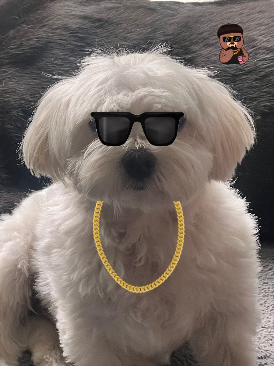 Chris Kirkland (@chriskirkland43) on Twitter photo Ted rocking the #ibizafinalboss haircut at the minute and looking pretty cool with it 🐕👌<a href="/bignorms/">Mark Crossley</a> <a href="/walkingsbrill/">walkingsbrilliant</a> Ted rocking the #ibizafinalboss haircut at the minute and looking pretty cool with it 🐕👌<a href="/bignorms/">Mark Crossley</a> <a href="/walkingsbrill/">walkingsbrilliant</a>